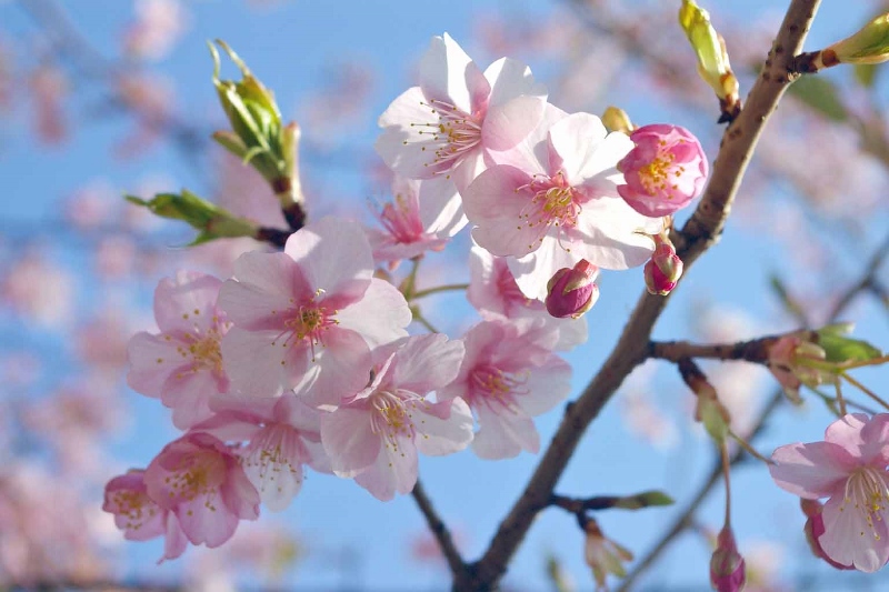 桜 (800x533)